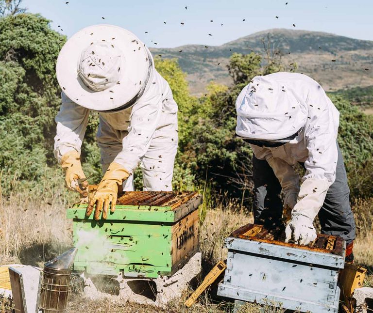 Beekeeping Home – Mellifera